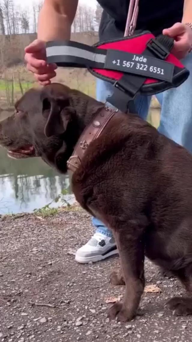 Arnes antitirones personalizado para perros con parche de nombre