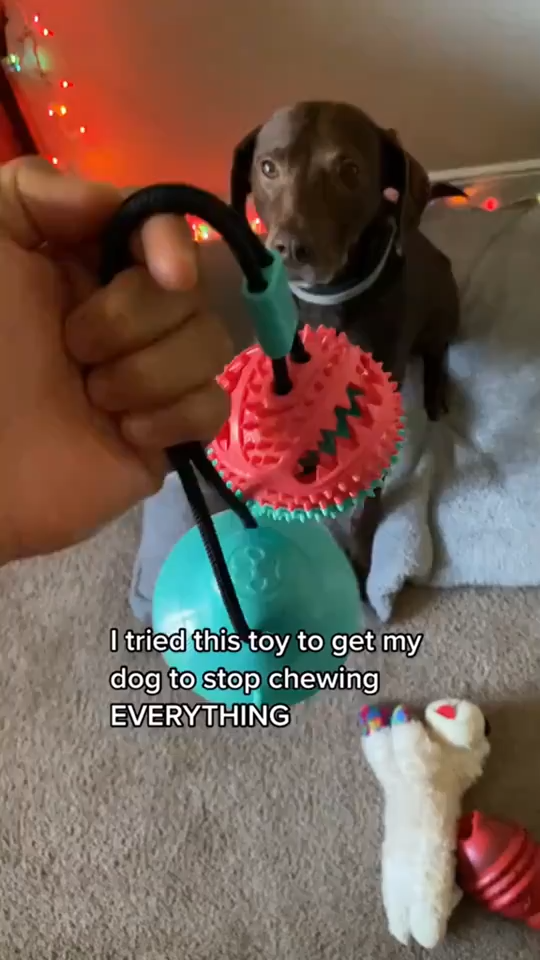 Juguete interactivo con ventosa para la limpieza dental de perros